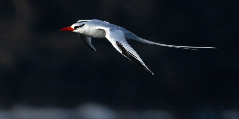 Trinidad & Tobago Trip Report (Dec 1 - 11, 2023)