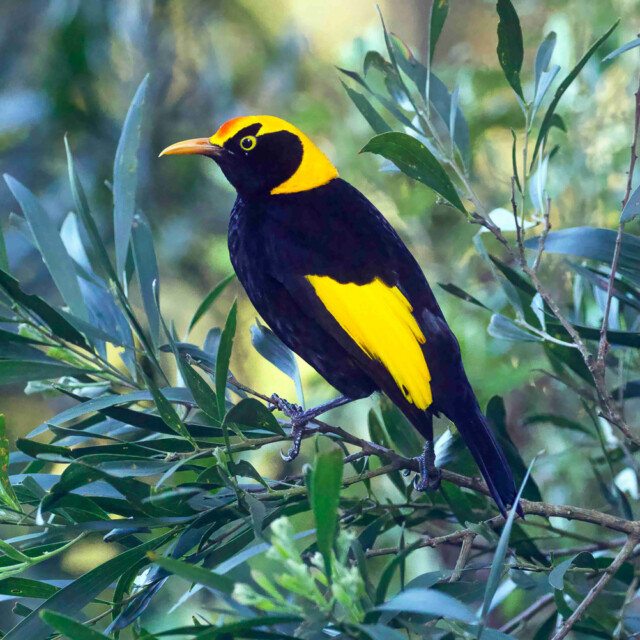 Regent Bowerbird