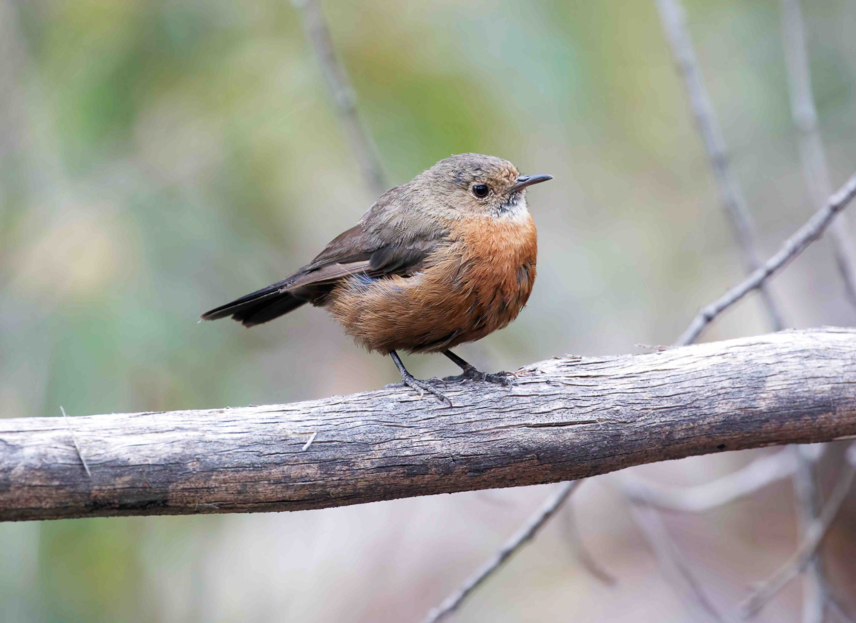 Rockwarbler