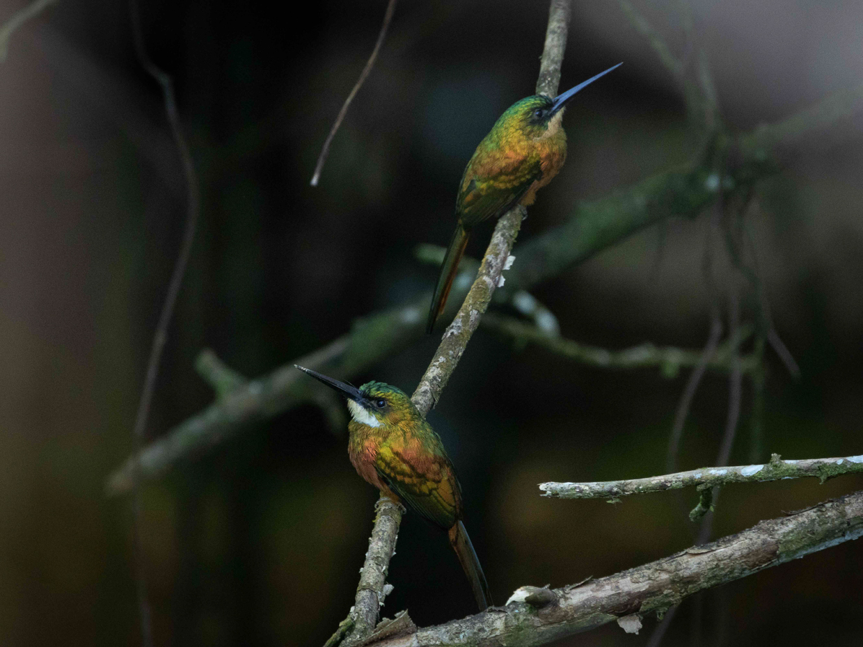 Rufous-tailed Jacamar
