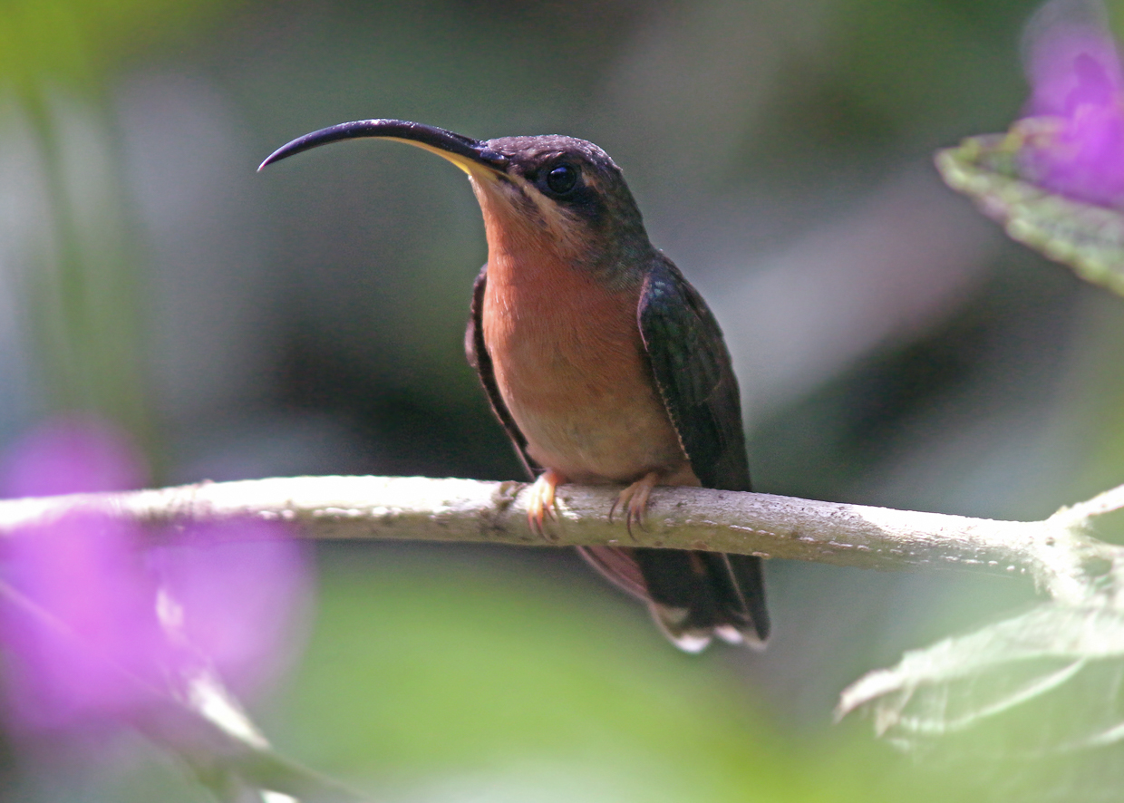 Rufous-breasted Hermit