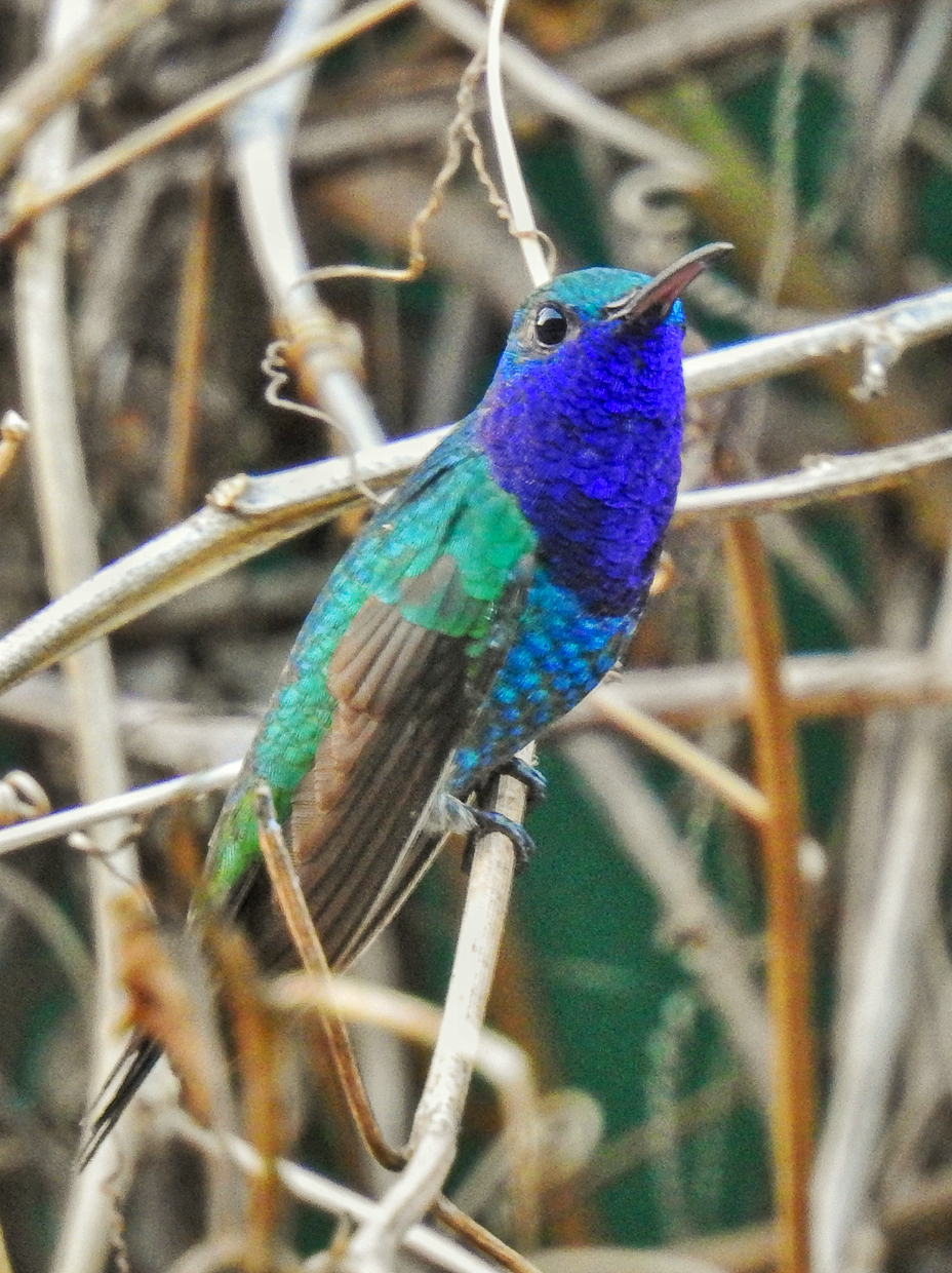 Sapphire-throated Hummingbird