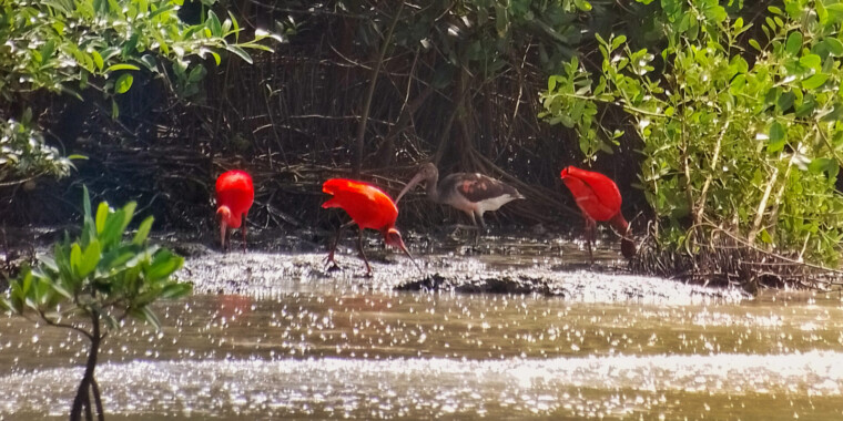 Trinidad & Tobago Trip Report 2023 (Dec 6 - 16)
