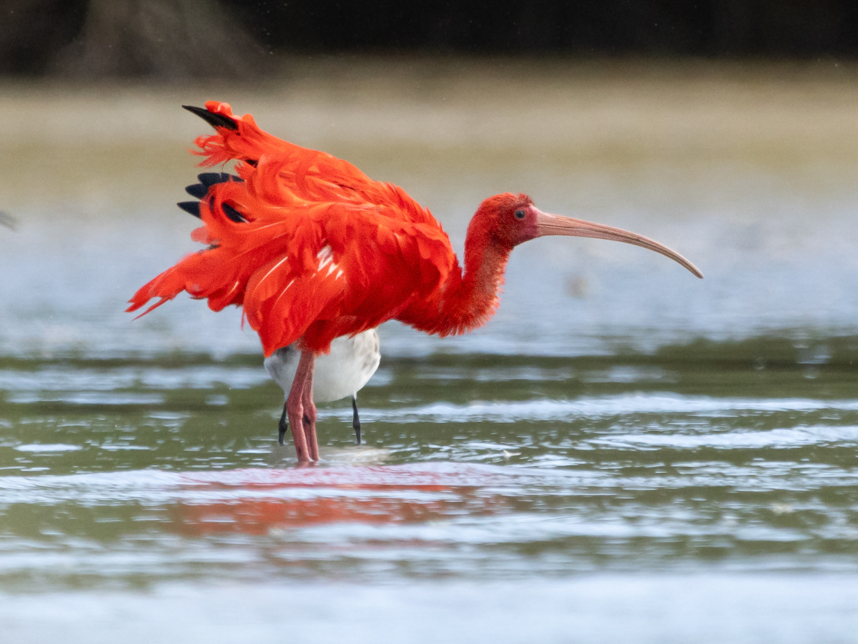 Scarlet Ibis