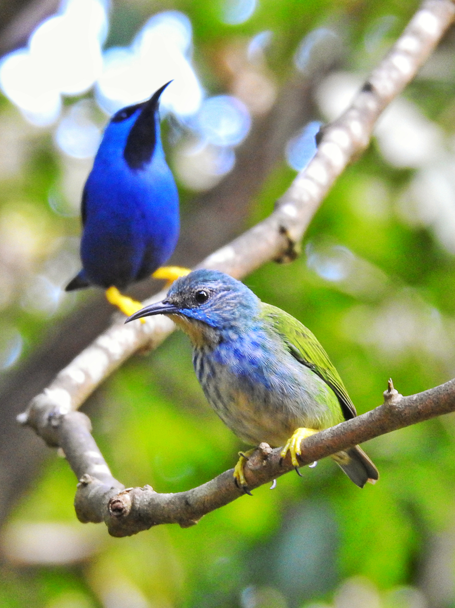 Shining Honeycreeper