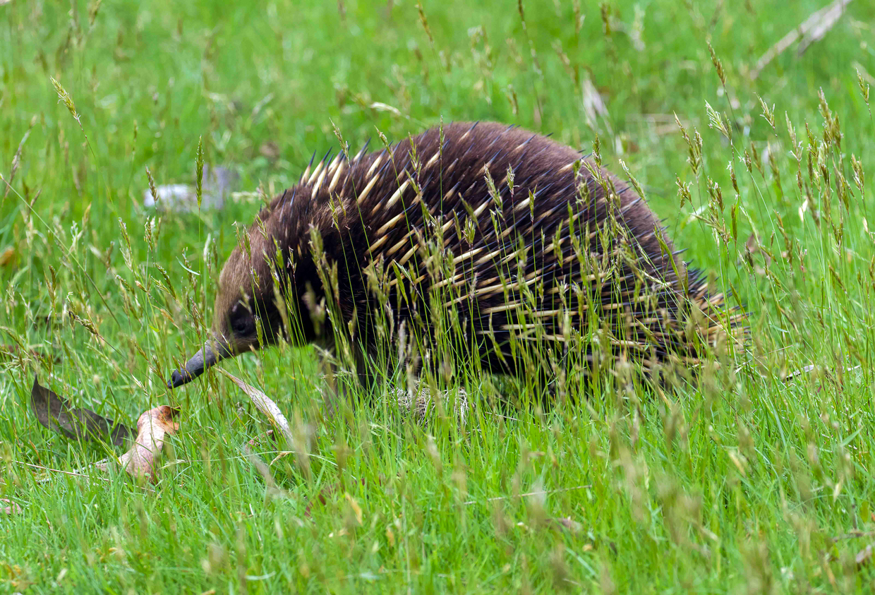 Short-beaked Echidna
