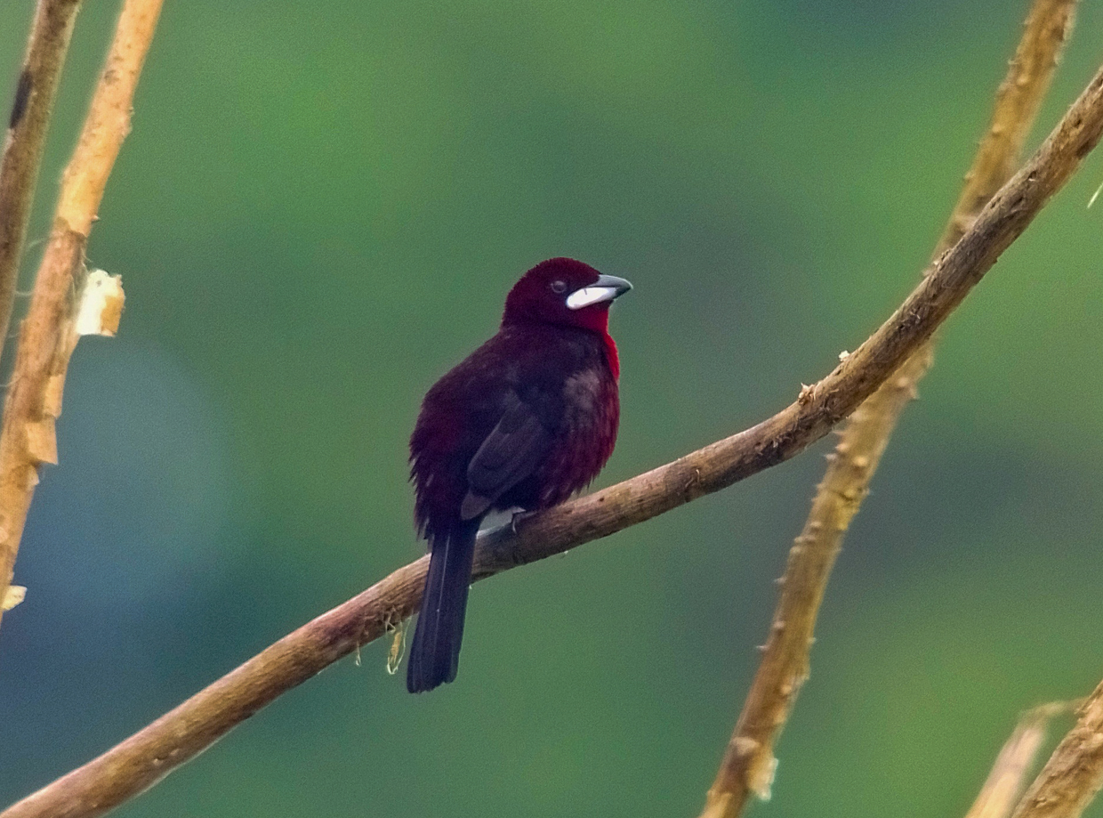 Silver-beaked Tanager