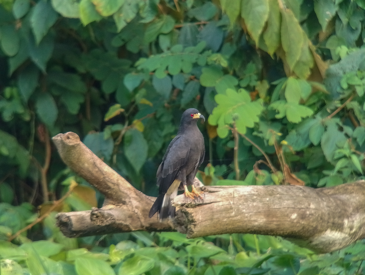Snail Kite
