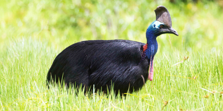 Eastern Australia Trip Report (Nov 2023)