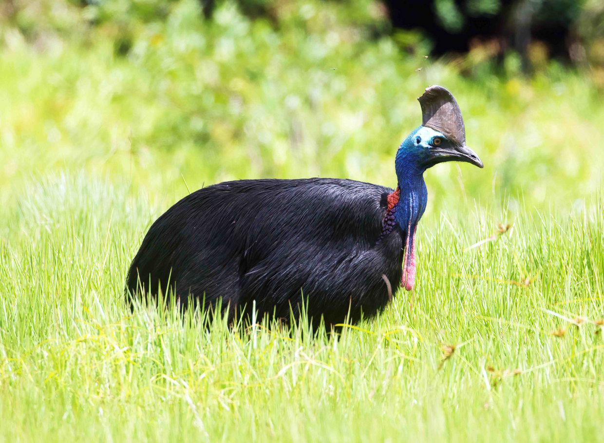 Southern Cassowary