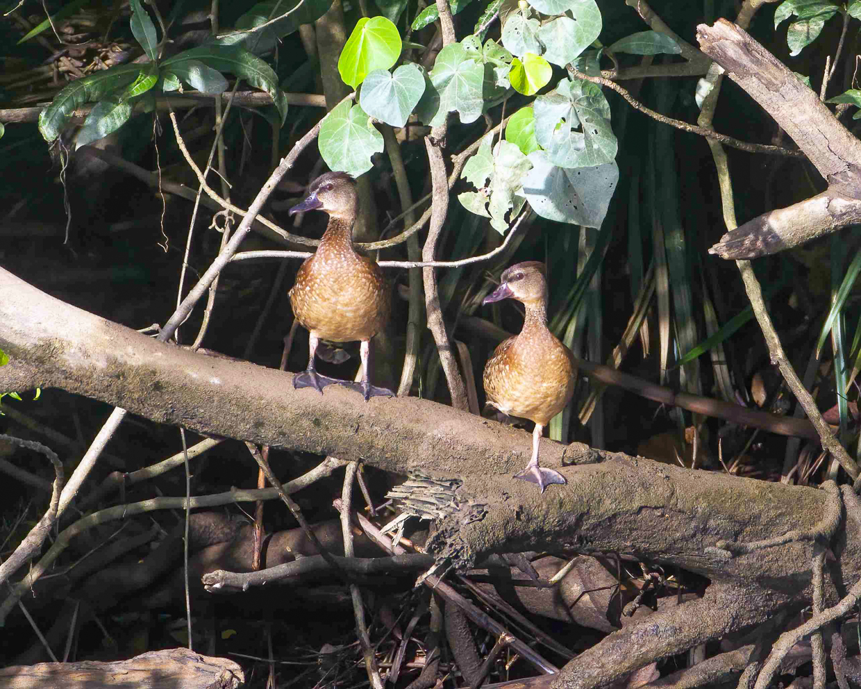 Spotted Whistling-Duck
