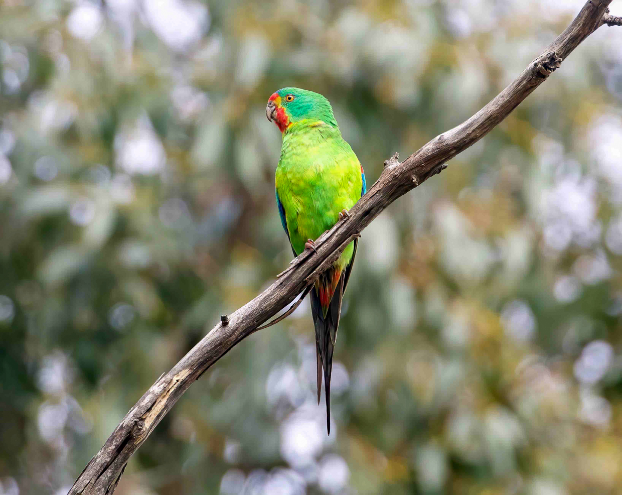 Swift Parrot