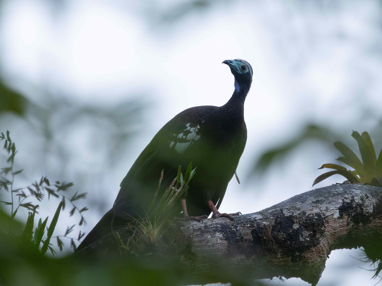 Trinidad Piping Guan