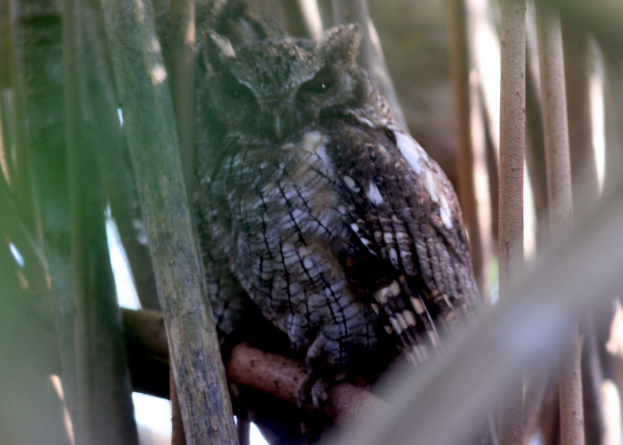 Tropical Screech Owl