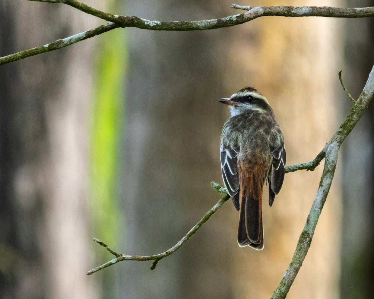 Variegated Flycatcher