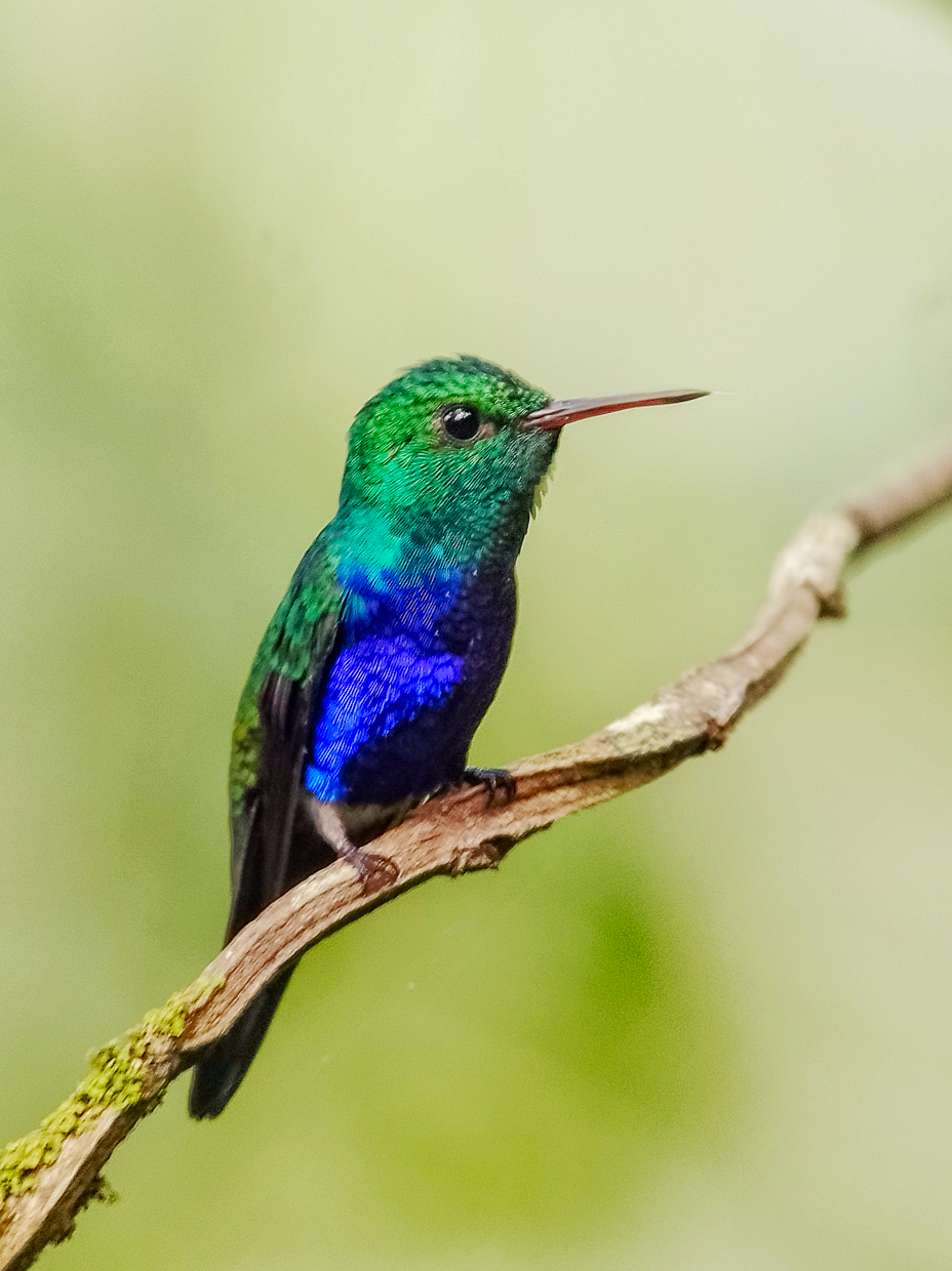 Violet-bellied Hummingbird