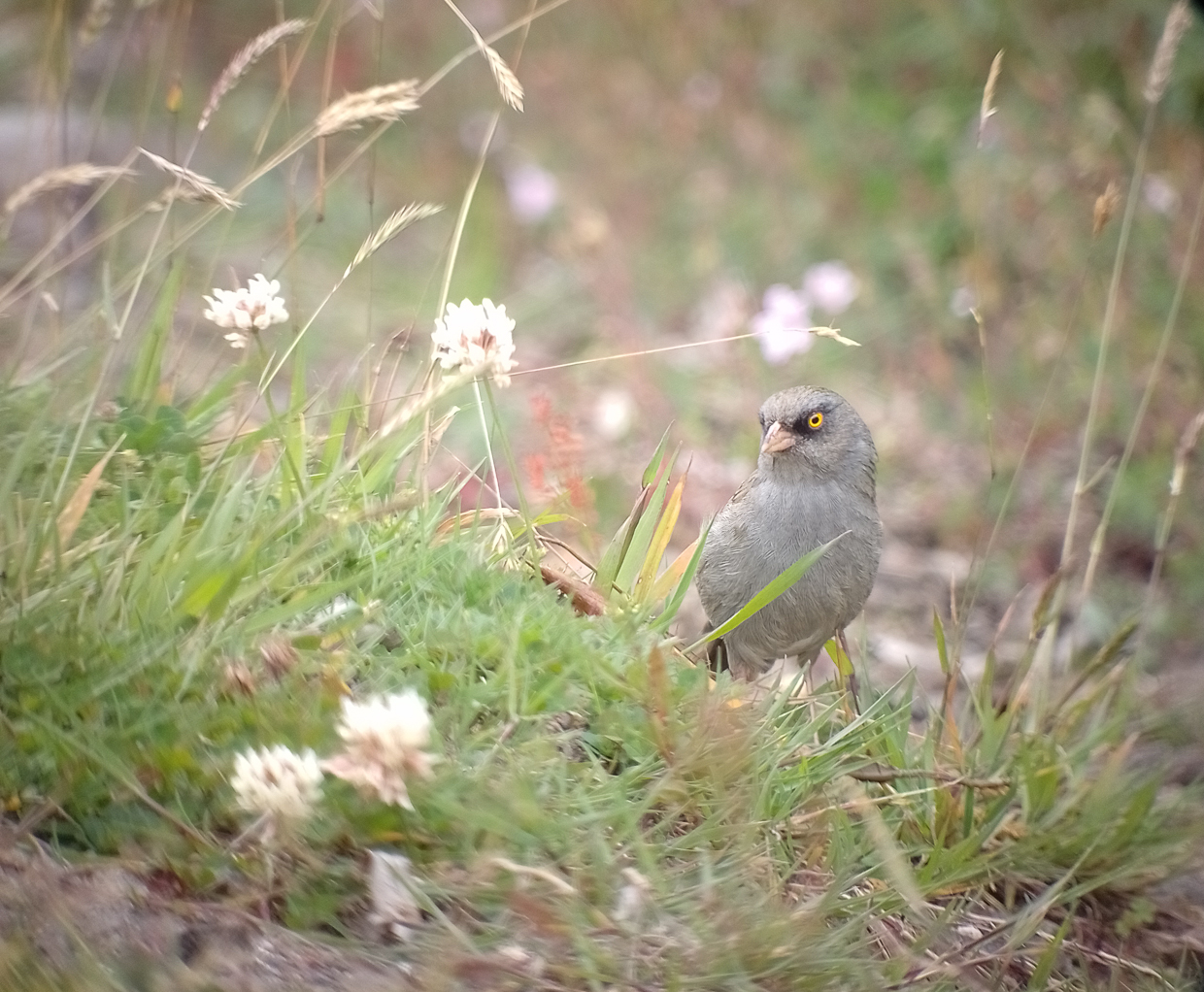 Volcano Junco