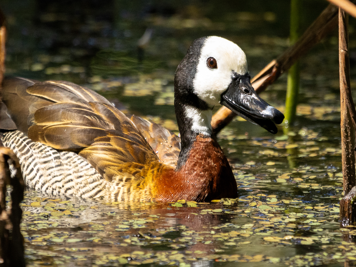 White-faced Whistling Duck