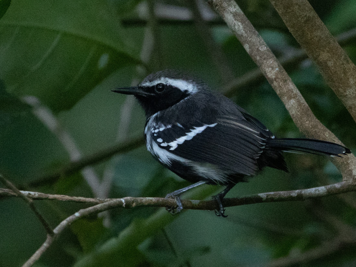 White-fringed Antwren