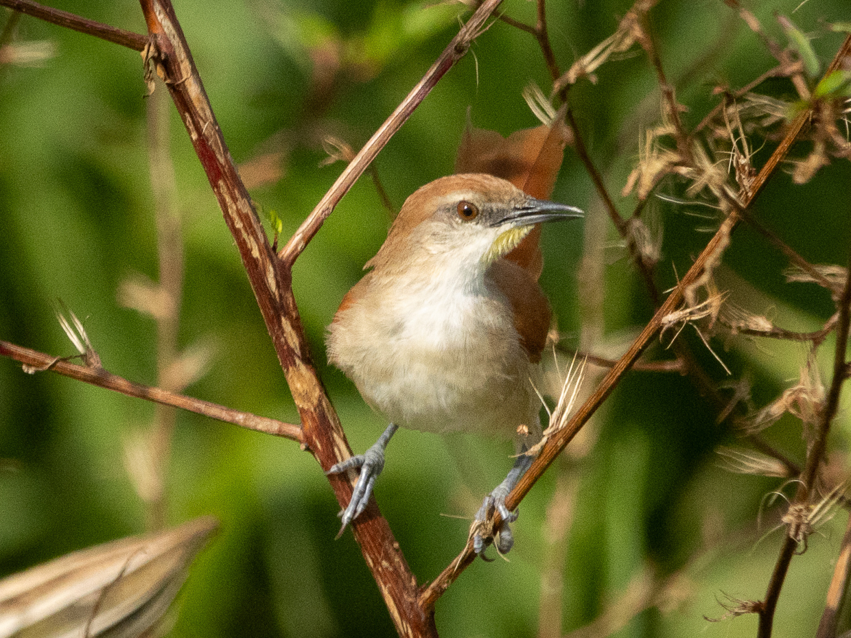 Yellow-chinned Spinetail 
