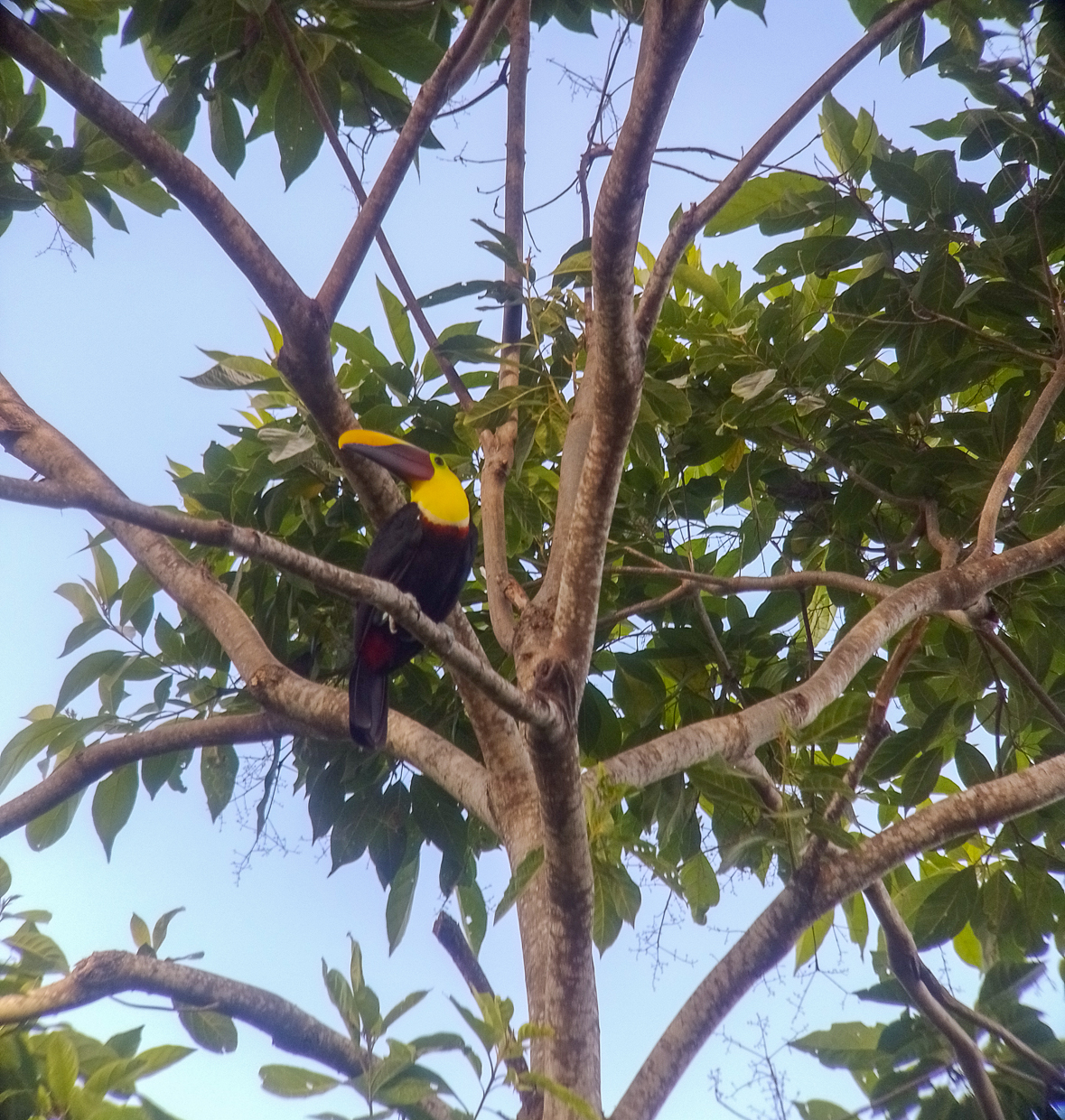 Yellow-throated Toucan