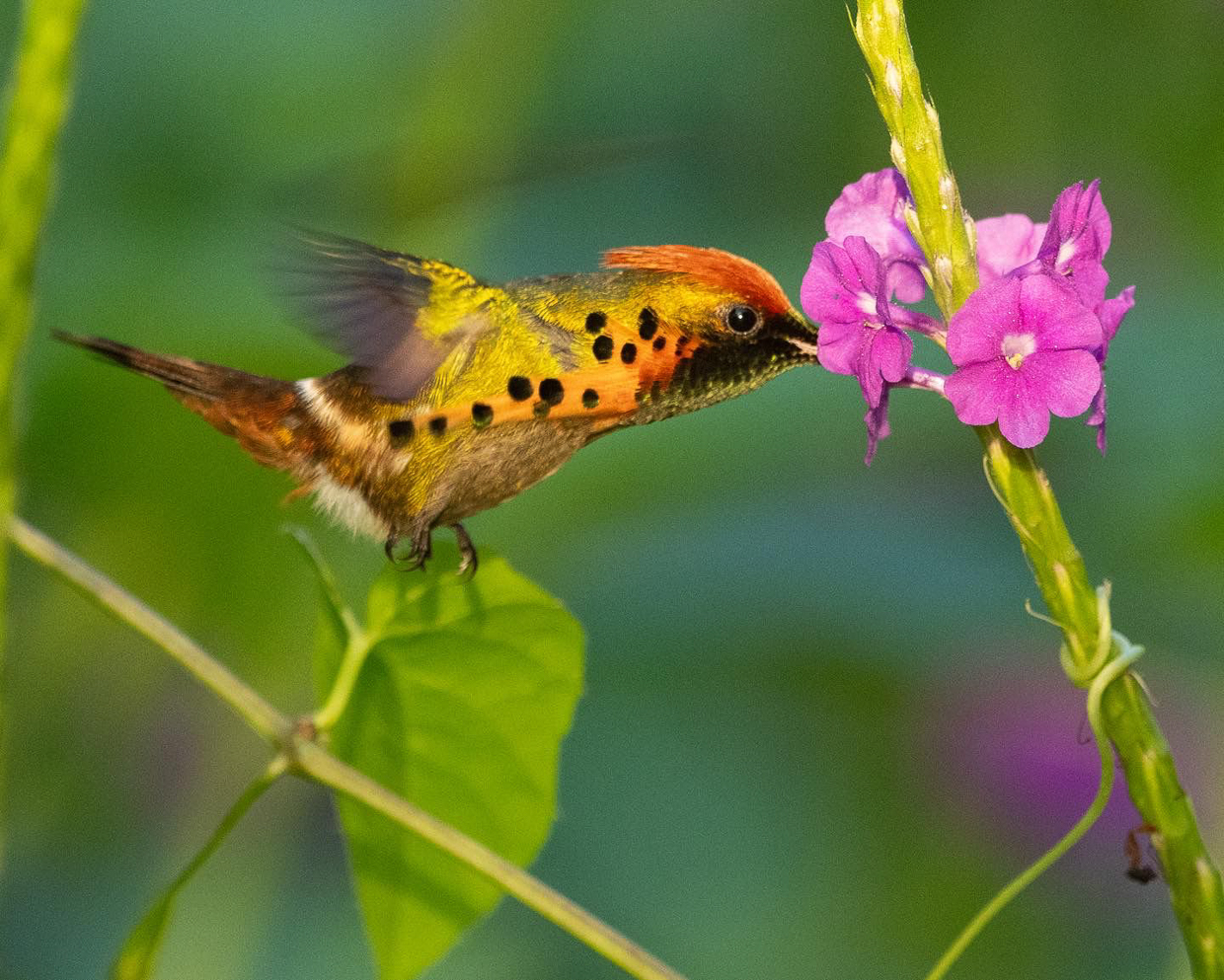 Tufted Coquette
