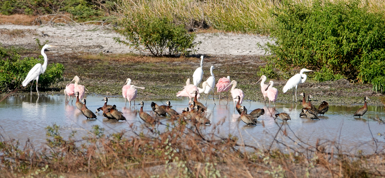 Shrinking wetland in Guyana