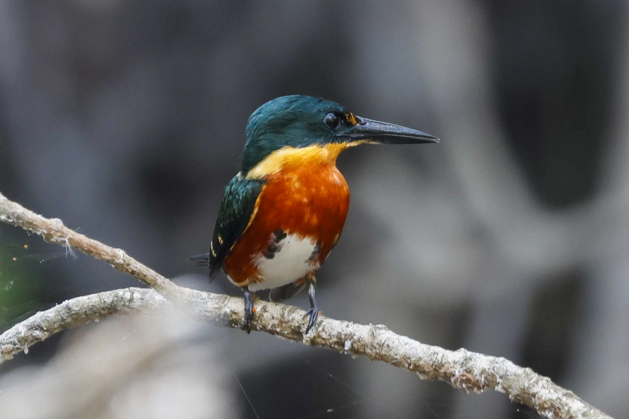 Americn Pygmy Kingfisher 
