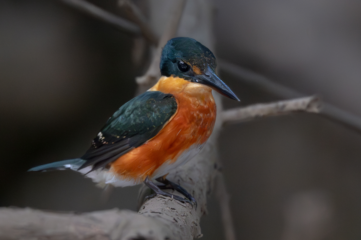 American Pygmy Kingfisher