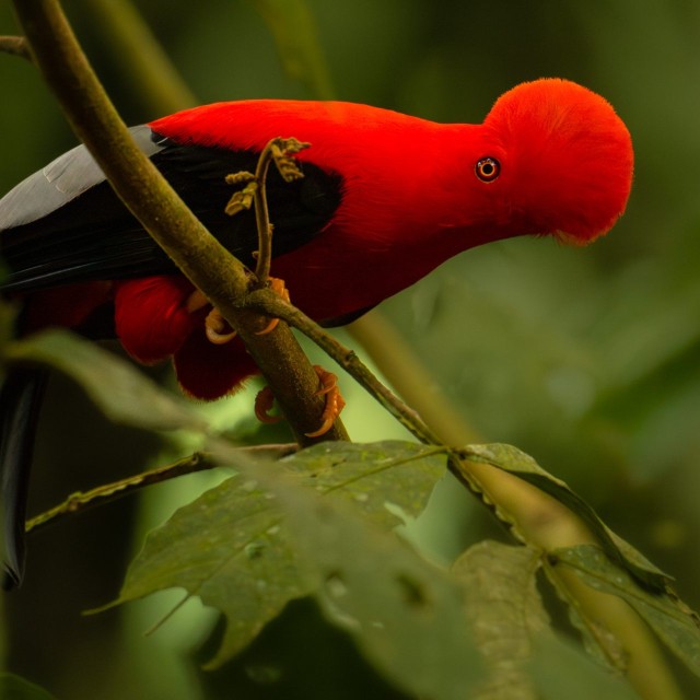 Andean Cock-of-the-rock