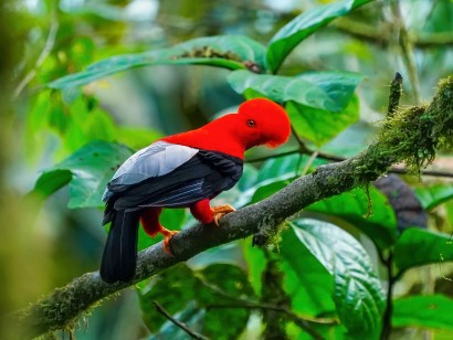 Ecuador Bird Photography