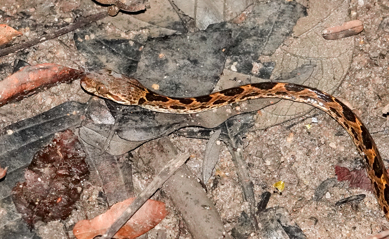 Banded Cat-eyed Snake