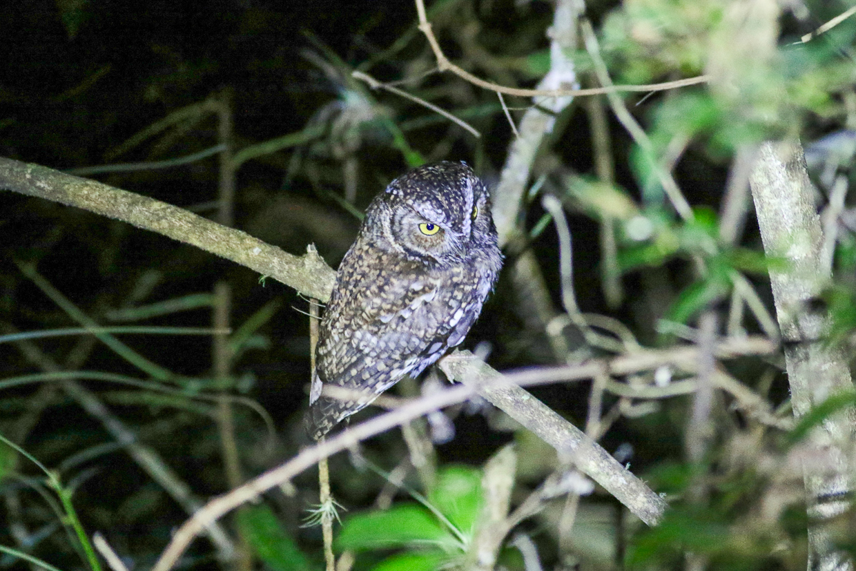 Bearded Screech Owl