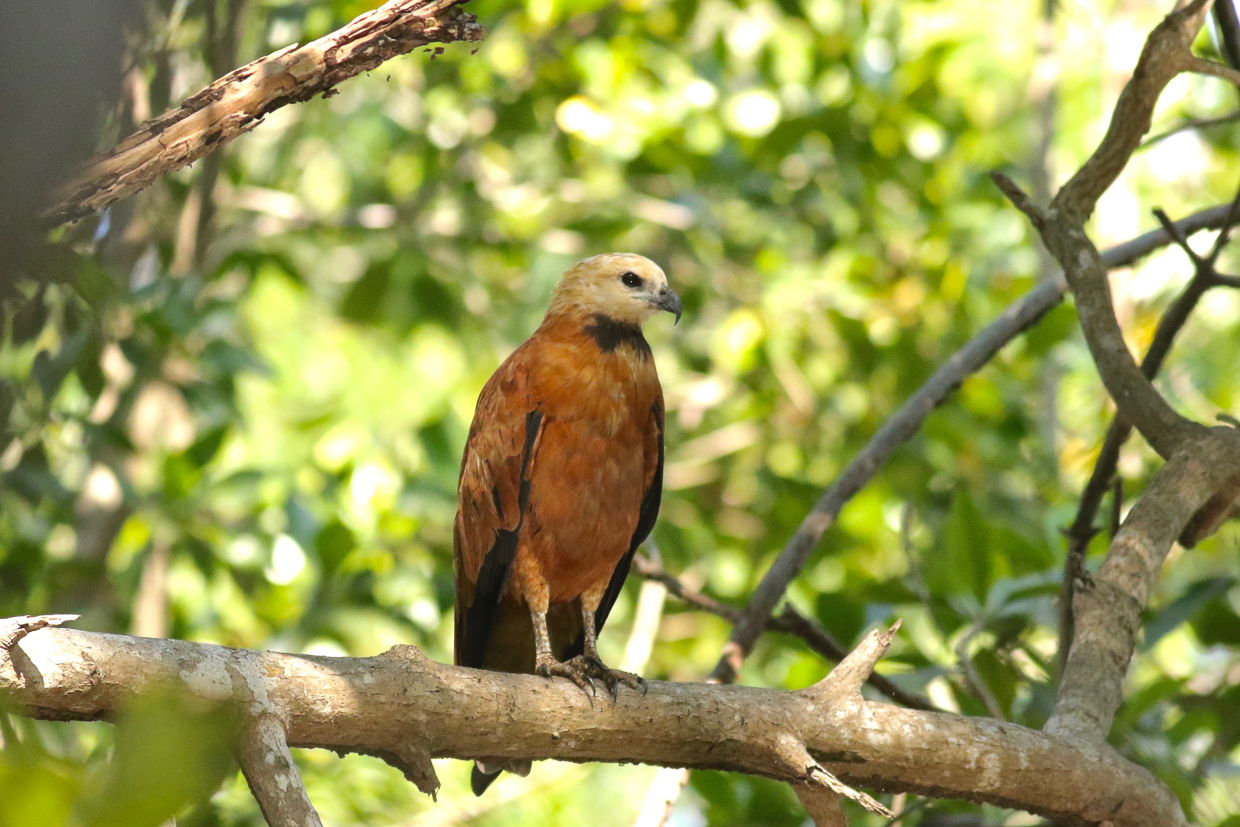 Black-collared Hawk