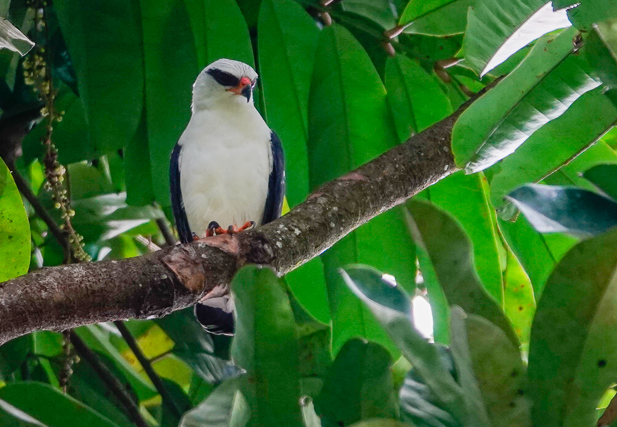 Black-faced Hawk