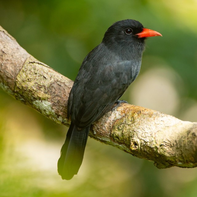 Black-fronted Nunbird