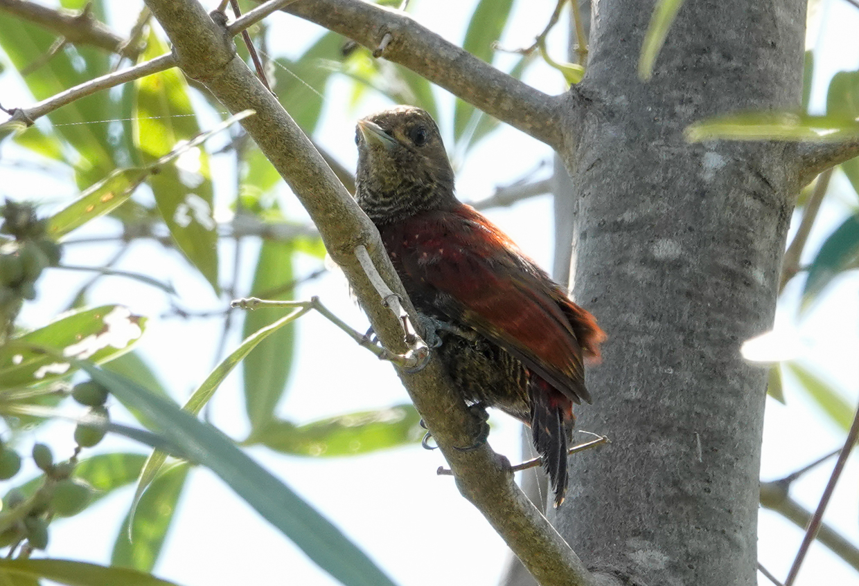 Blood-colored Woodpecker