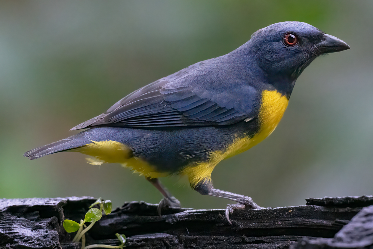 Blue-and-gold Tanager