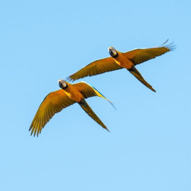 Blue-and-yellow Macaw