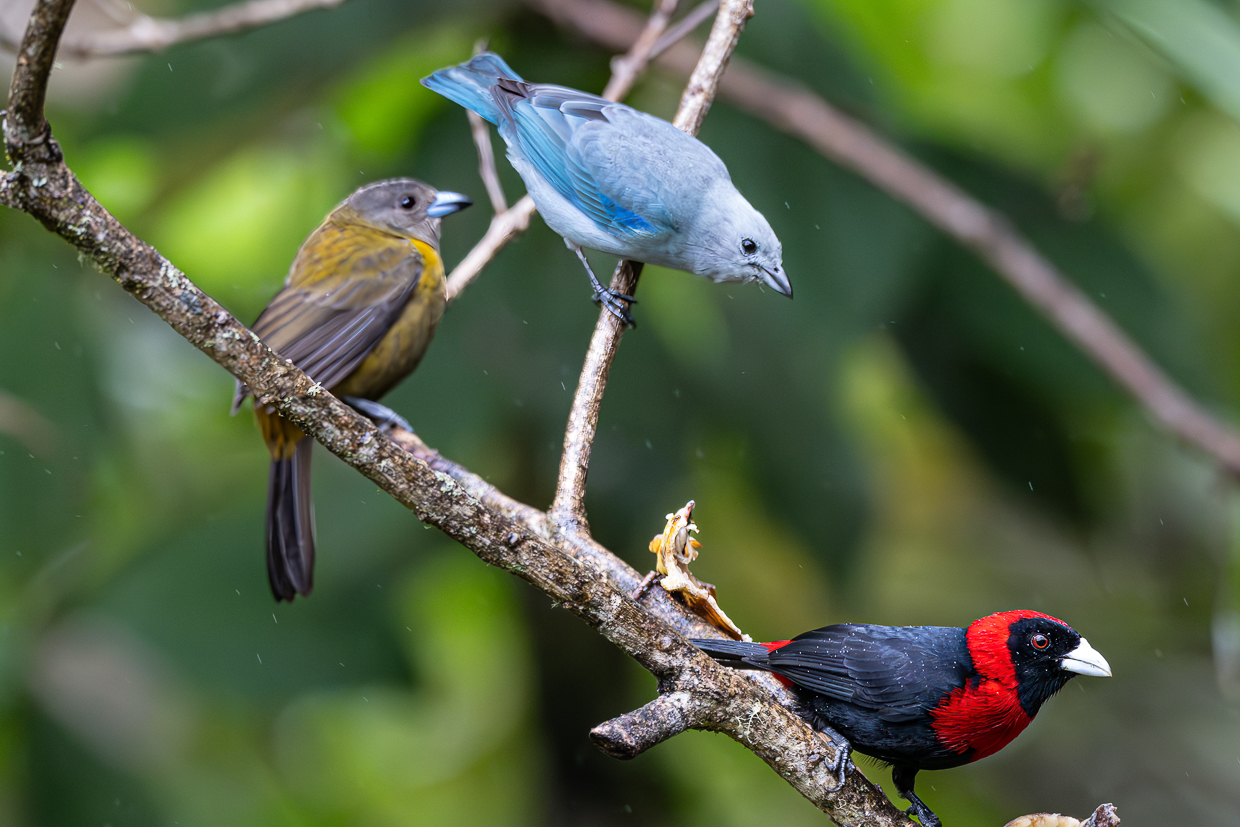 Blue-gray, Crimson-collared and Passerini's Tanager