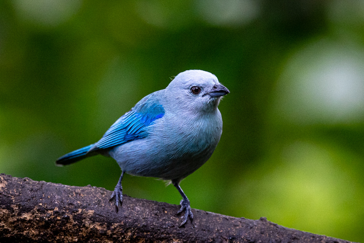 Blue-gray Tanager