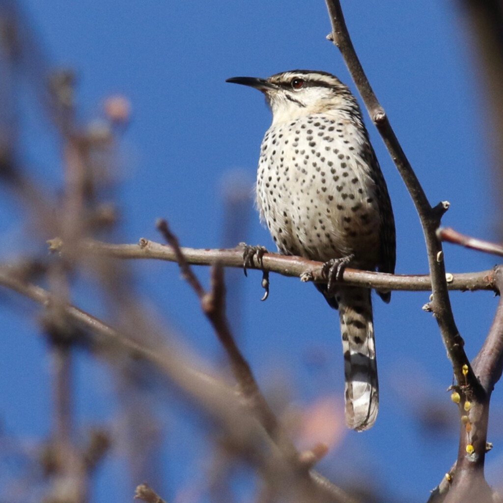 Boucard's Wren