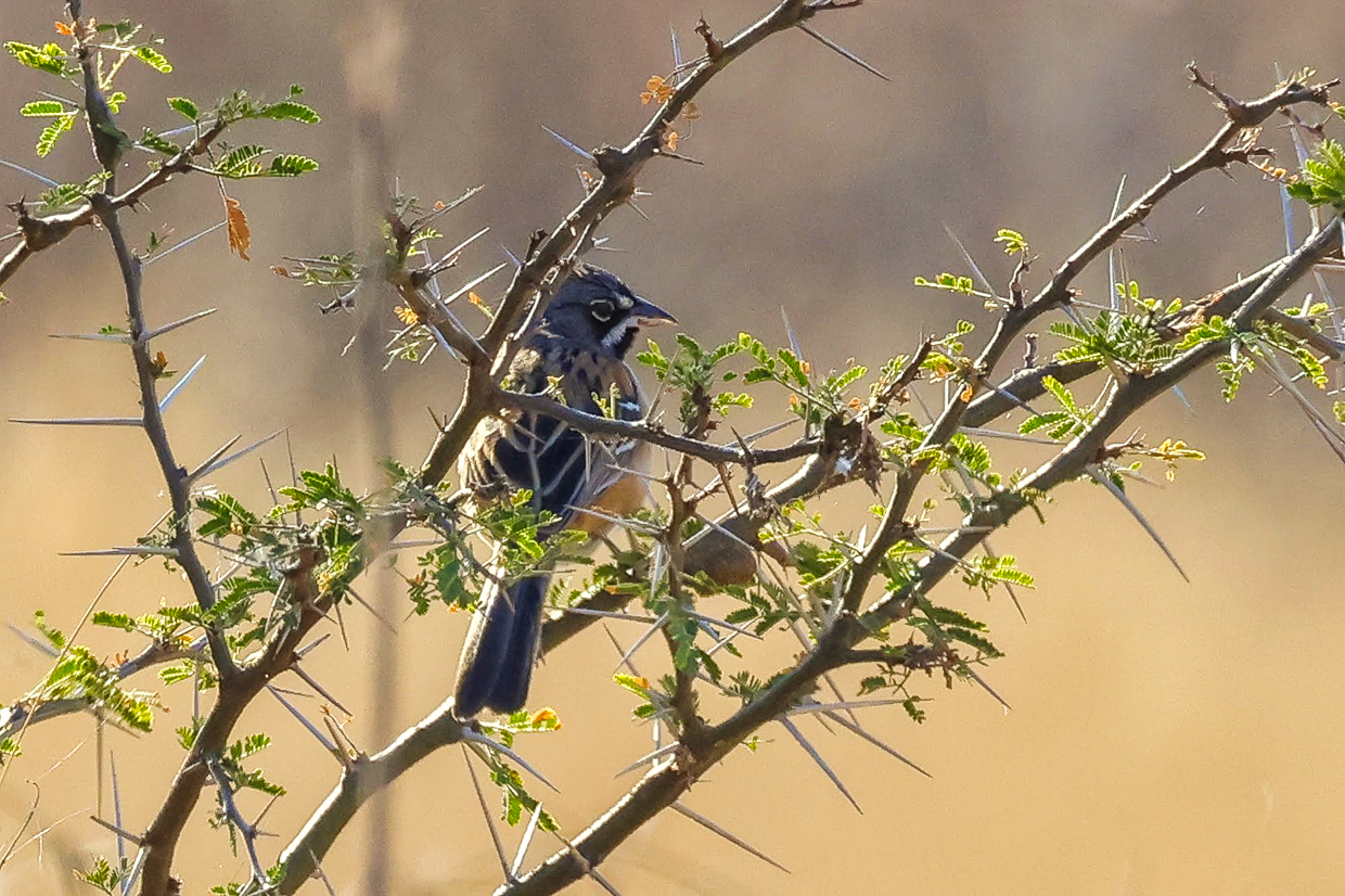 Bridled Sparrow