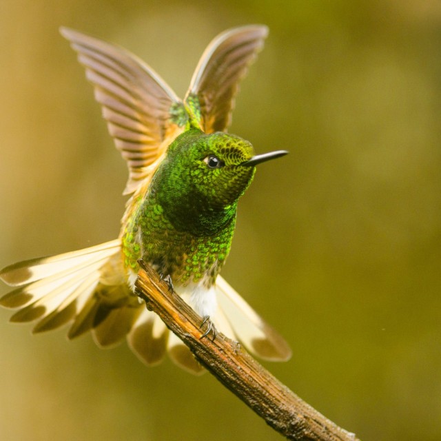 Buff-tailed Coronet