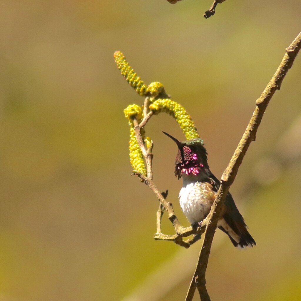 Bumblebee Hummingbird