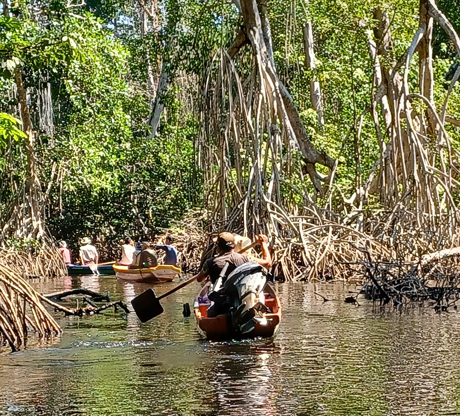 Mangrove tour
