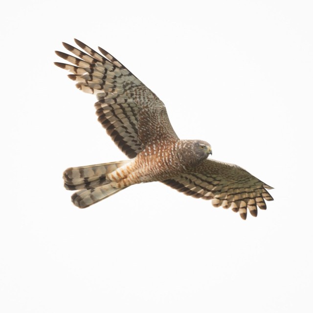 Cinereous Harrier