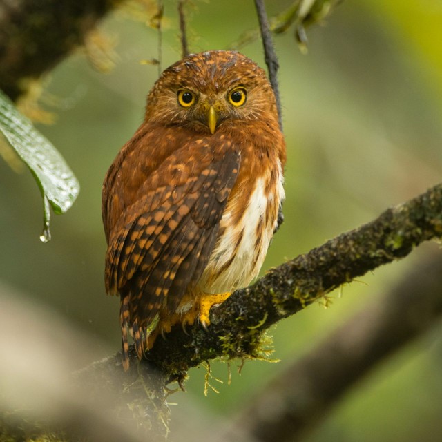 Cloud forest Pygmy-owl