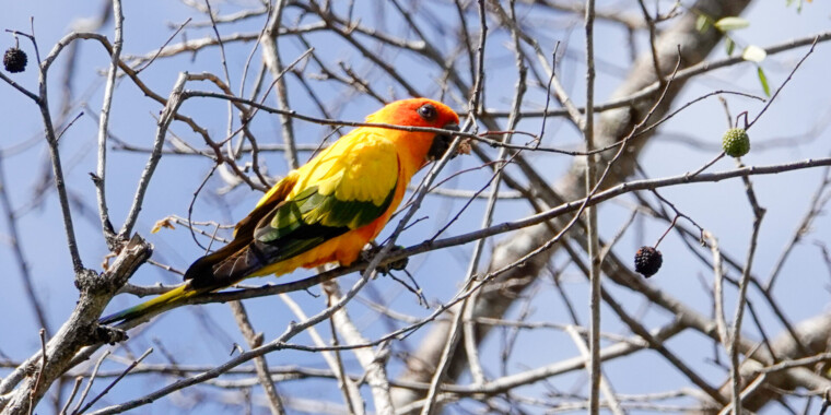 Touring the Wilds of Guyana in search of Avian Gold (Trip Report Jan 2024)