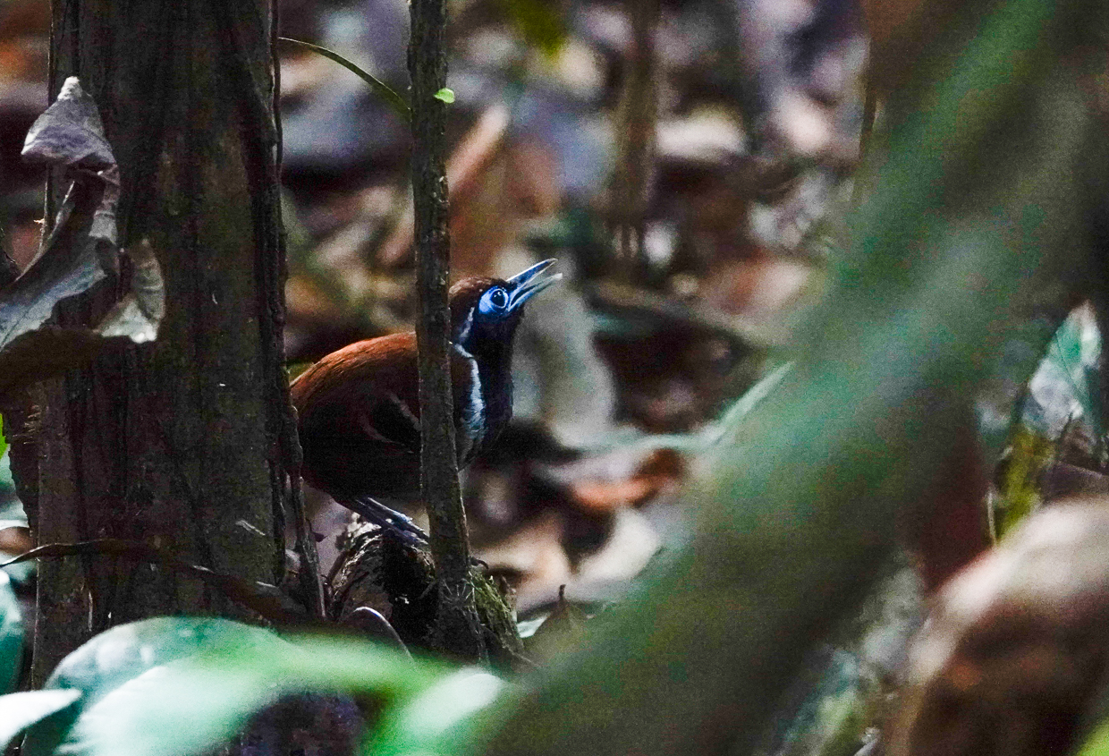 Ferruginous Antbird at Iwokrama